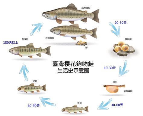 魚的一生|鮭魚身世